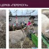 Звітна конференція з переддипломної практики групи ВСРфмб-1-22-4.0д