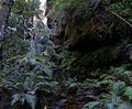 120px_rainforest_bluemountainsnsw.jpg — 4.50 kB